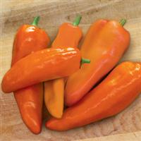 Good as Gold Pepper