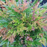 Nandina Sunset Boulevard