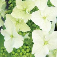 Hydrangea quercifolia Ice Crystal