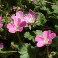 Erodium chamaedryoides Charm