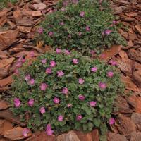 Erodium chamaedryoides Charm