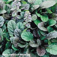 Ajuga reptans Purple Brocade