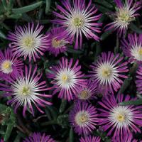 Delosperma floribunda Sequins