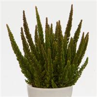 Calluna Skyline Stockholm