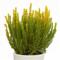 Calluna Skyline Sydney