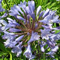 Agapanthus Blue Flare