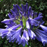 Agapanthus Trumpet King