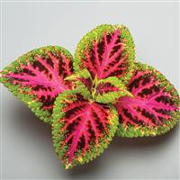 Color Pride Coleus