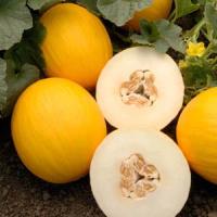 Twice As Nice Melon