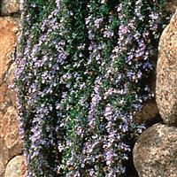 Rosmarinus officinalis Renzels Irene