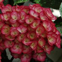 Hydrangea macrophylla Firefly