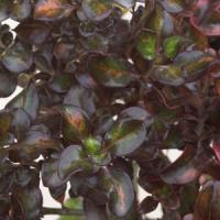 Coprosma Midnight Martini