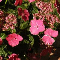 Hydrangea macrophylla Cotton Candy
