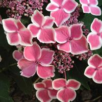 Hydrangea macrophylla Dancing Butterflies