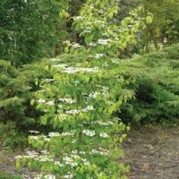 Viburnum Kilimanjaro