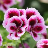 Candy Flowers Bicolour Regal Geranium