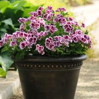 Candy Flowers Bicolour Regal Geranium