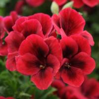 Candy Flowers Bright Red Regal Geranium