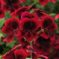 Candy Flowers Dark Red Regal Geranium
