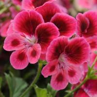 Candy Flowers Pink Eye Regal Geranium