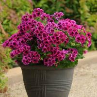 Candy Flowers Violet Regal Geranium
