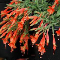 Epilobium Diamondback