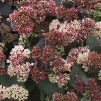 Sedum Rainbow Xenox