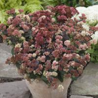 Sedum Rainbow Xenox