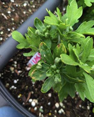 A closeup of a Mum experiencing crown bud