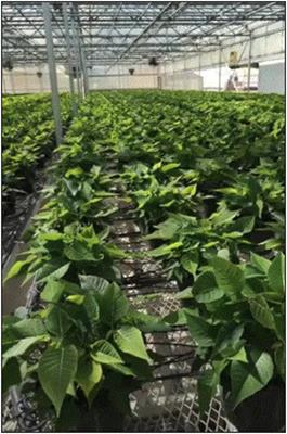 A greenhouse filled with green bracts of poinsettias.