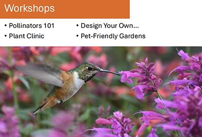 Hummingbird in flight