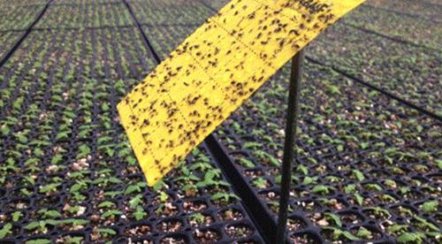 A yellow sticky card trap filled with bugs is set above a wide bench of seedlings.