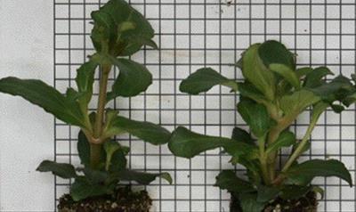 two liners on a scale background.