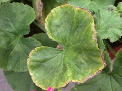 A Geranium leaf leaf edges shows signs of deficiency.
