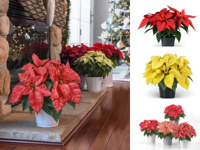 Collage of Poinsettias from Selecta One