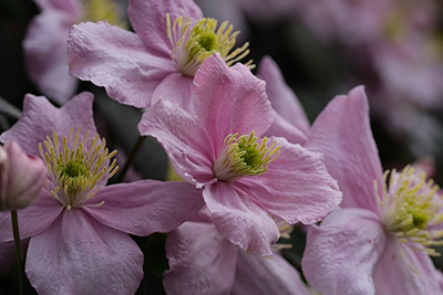 Pink anemone flowers Image by <a href="https://pixabay.com/users/zenaga-25514880/?utm_source=link-attribution&utm_medium=referral&utm_campaign=image&utm_content=7200541">ZenAga</a> from <a href="https://pixabay.com//?utm_source=link-attribution&utm_medium=referral&utm_campaign=image&utm_content=7200541">Pixabay</a>