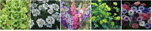 5 choices of direct-sow flowers for cool weather