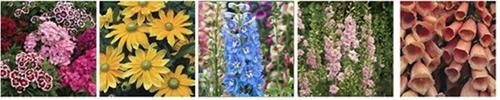 A grouping of 5 cut flower photos
