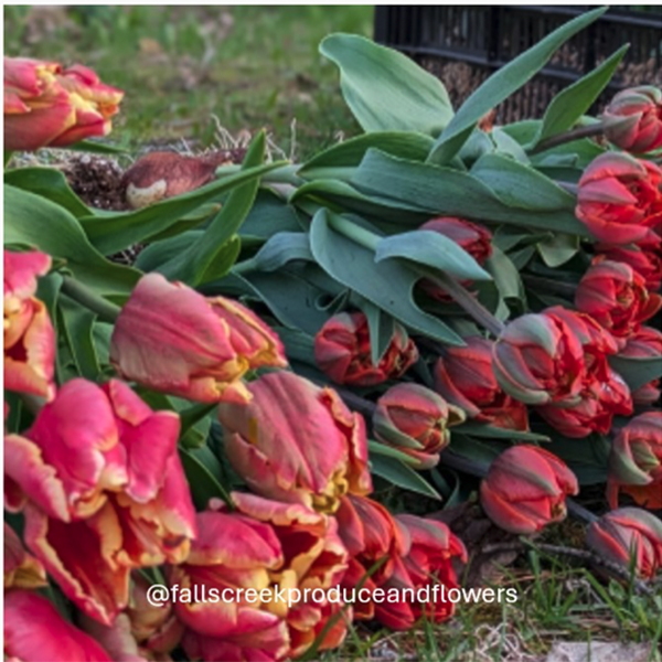 @FallsCreekProduceandFlowers bunches of tulips gathered at harvest on the grass