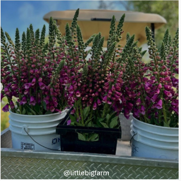 @littlebigfarm Buckets of Foxglove on the back of a golf cart.