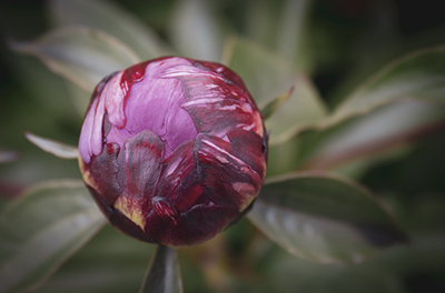 A tightly budded peony bloom.