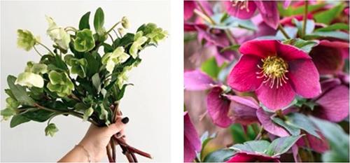 A hand holds a bouquet of white and green hellebore next to a bloom of pink hellebore.