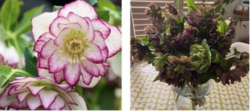 A pink-edged white hellebore bloom photo next to a clear vase filled with green-tinged hellebore.