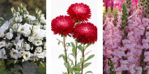 Collage of three perennial plants