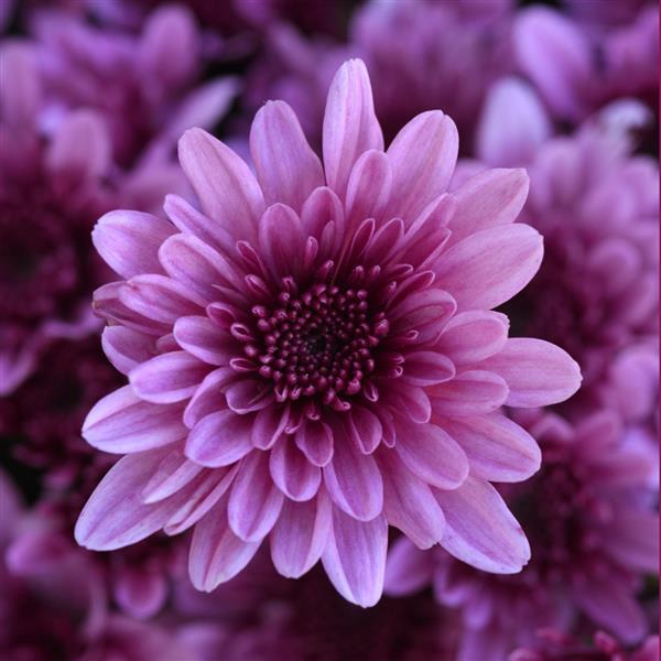 Milkshake Berry Pink