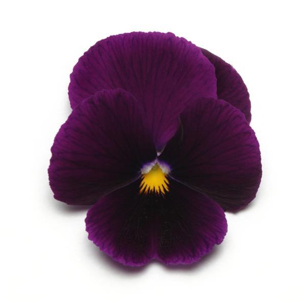 Panola XP Purple