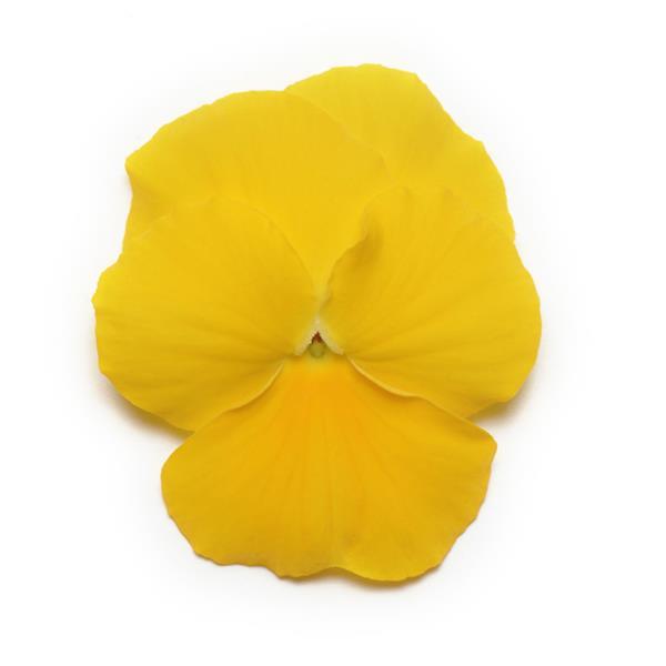 Panola XP Yellow