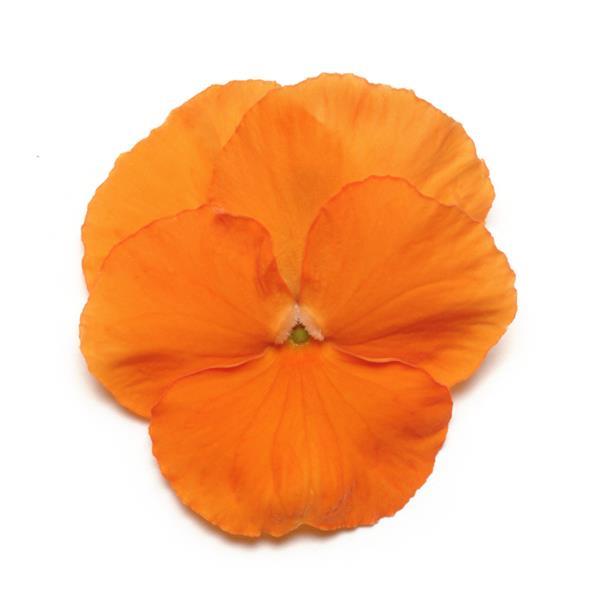 Panola XP Orange Deep