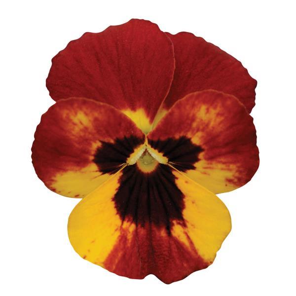 Viola Sorbet Fire