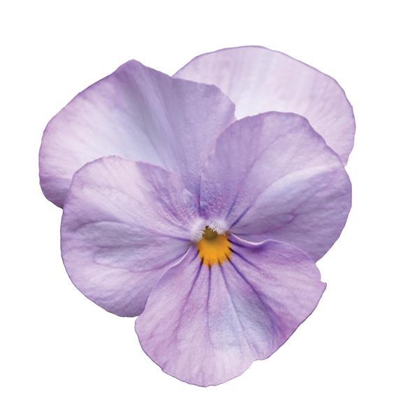 Viola Sorbet Lavender Pink